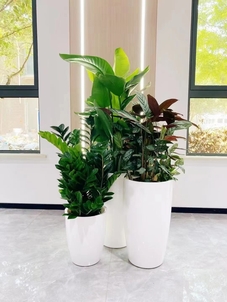 专业植物租赁，为宁波鄞州添一抹绿